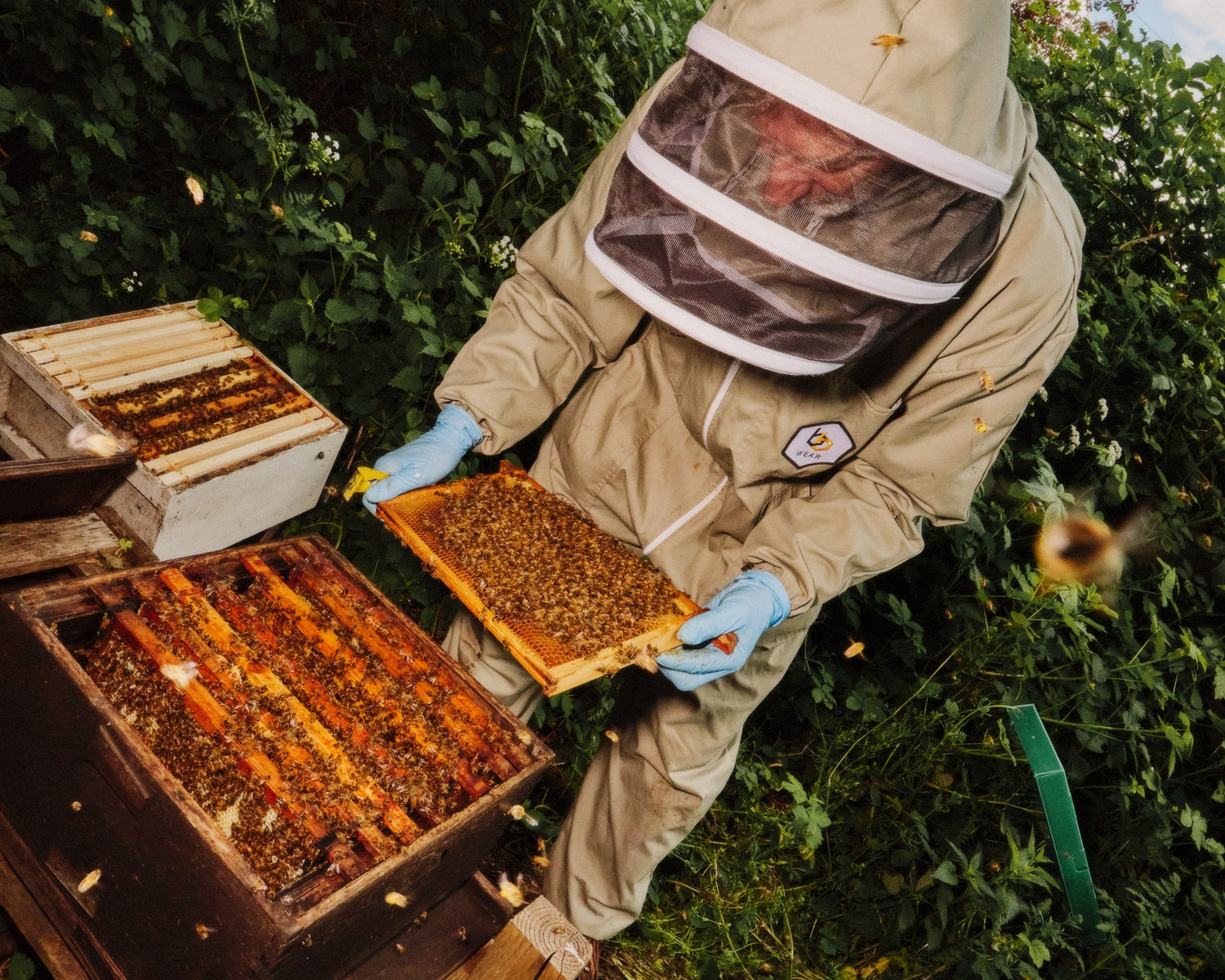 Buy Bees
