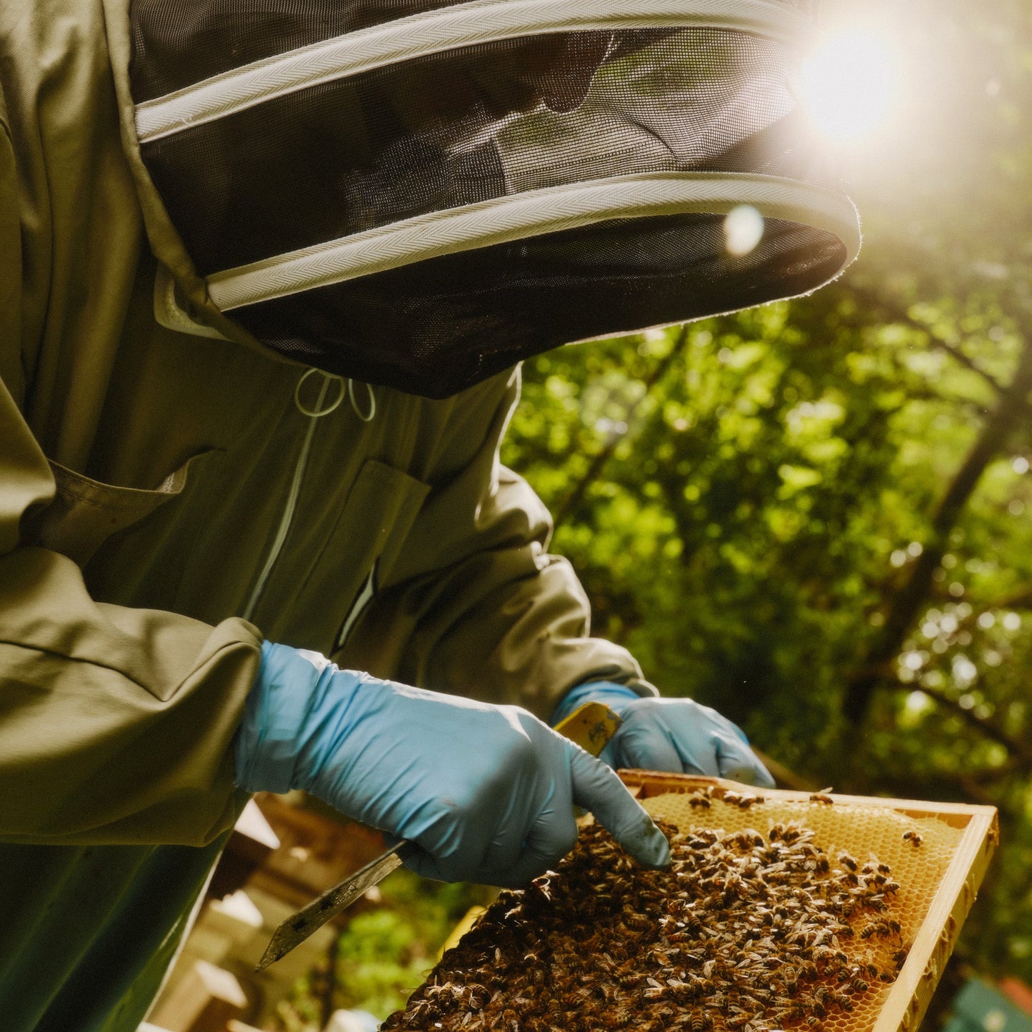 朗氏蜜蜂收藏 (保藏)