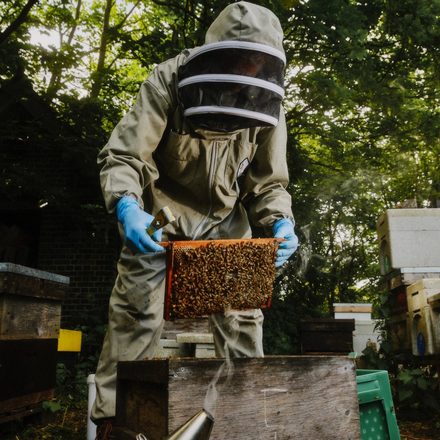 完整的蜂巢和蜜蜂收藏品(押金)