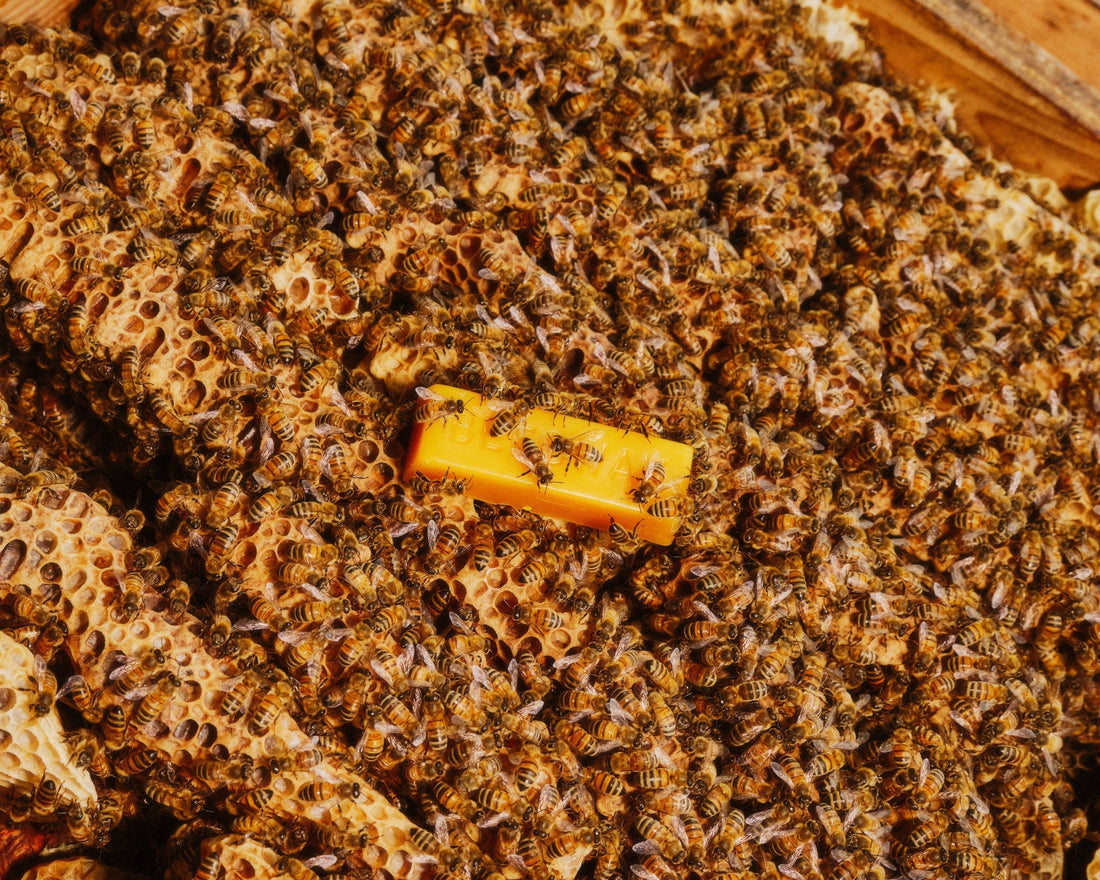 The Buzz on Beeswax: Unlocking Creative Possibilities with DIY Projects