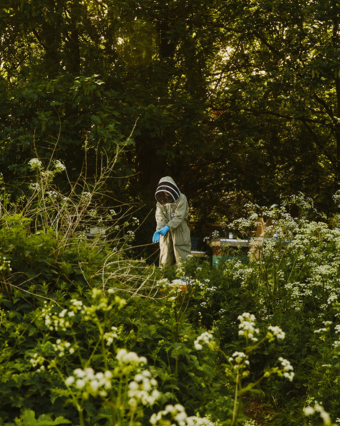 The Sweet Promise of Sustainability: Our Commitment to a Greener Future