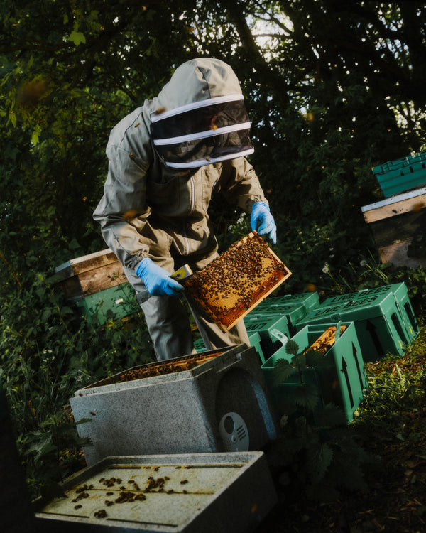 British LANGSTROTH nuc of Honey Bees Collection - DEPOSIT for 2026 (Overwintered Nucs)