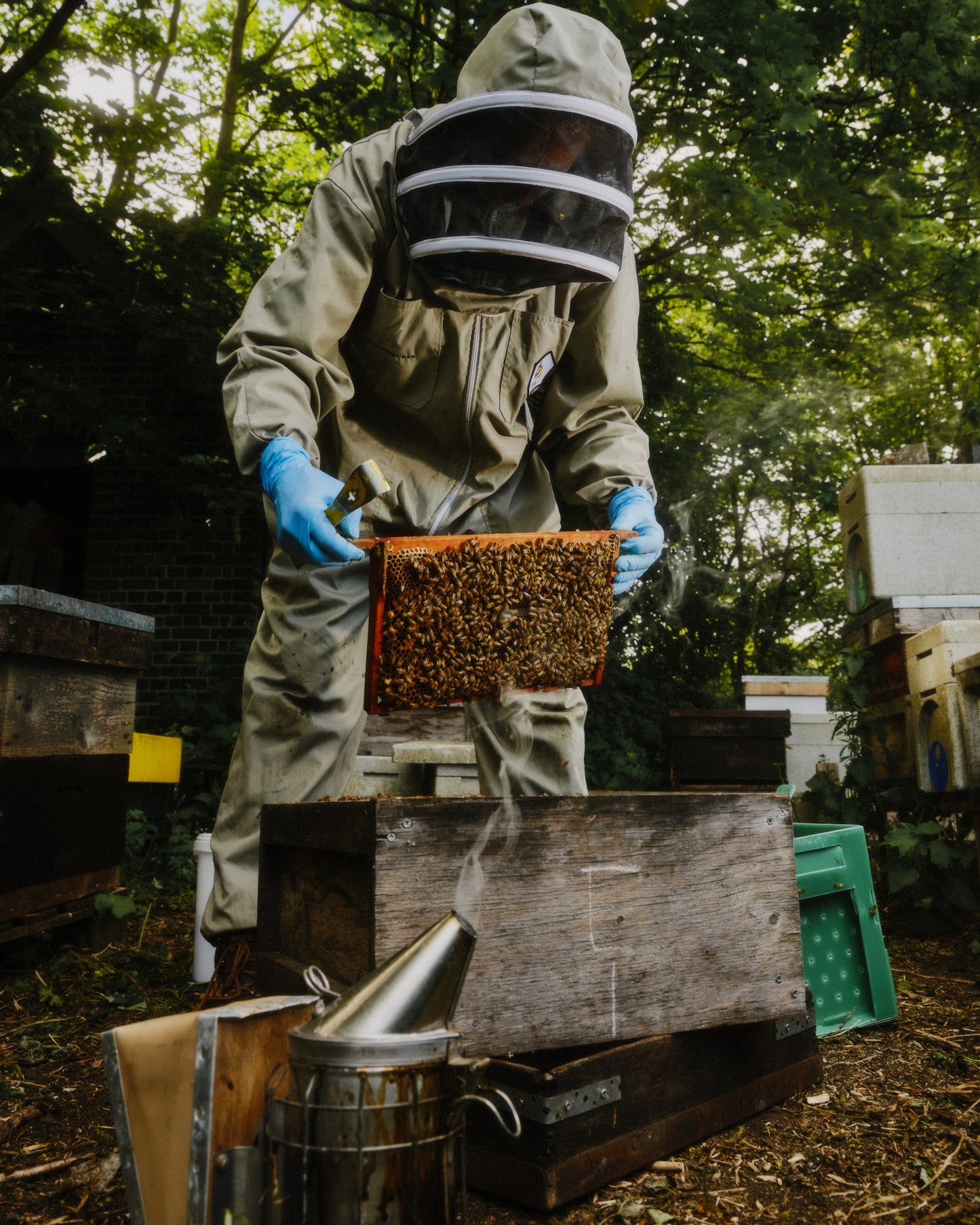 British NATIONAL nuc of Honeybees Delivery - DEPOSIT for 2026