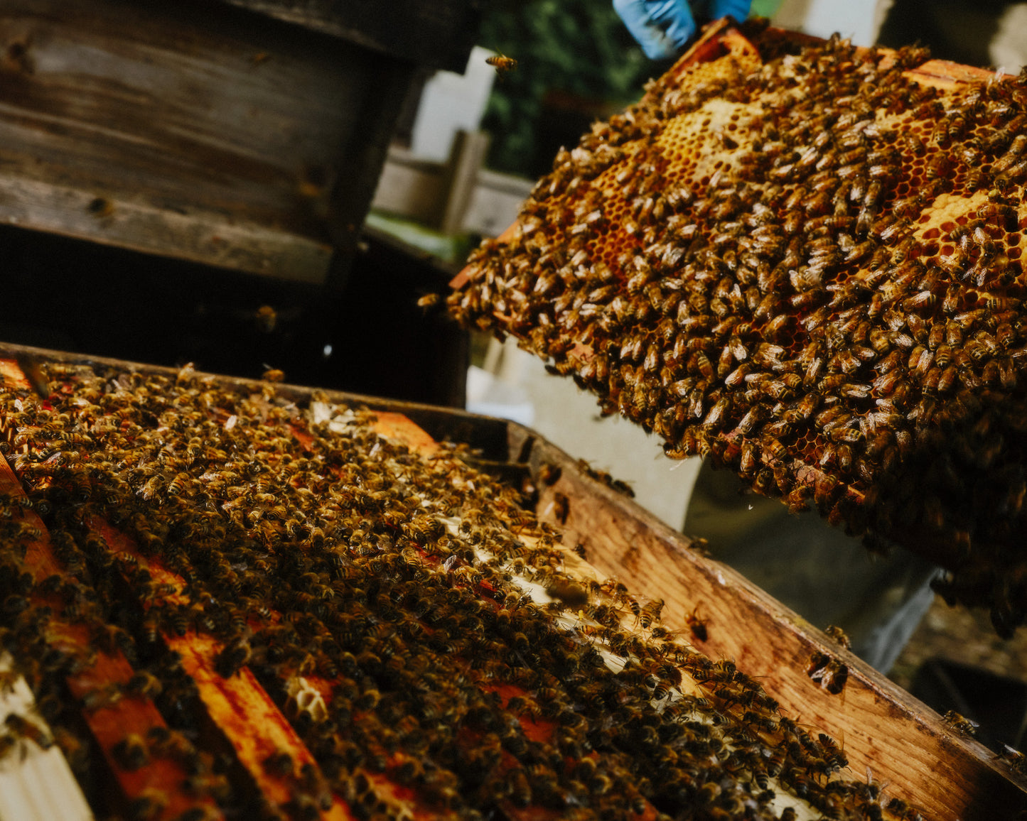 British NATIONAL nuc of Honeybees Delivery - DEPOSIT for 2026