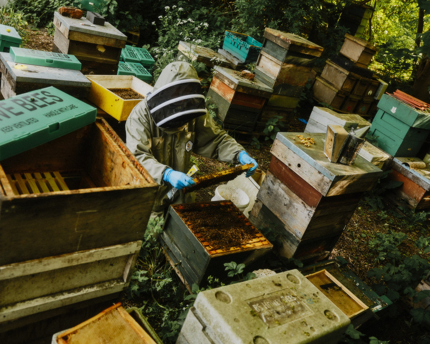 British NATIONAL nuc of Honeybees Delivery - DEPOSIT for 2026