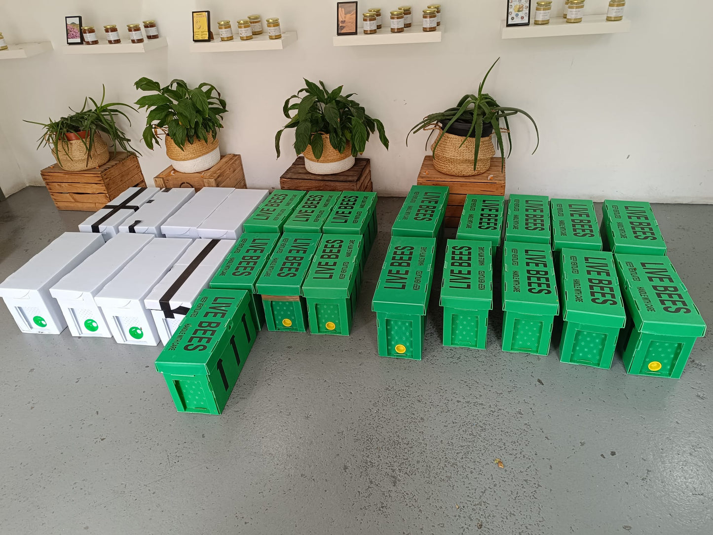 British NATIONAL nuc of Honeybees Delivery - DEPOSIT for 2026