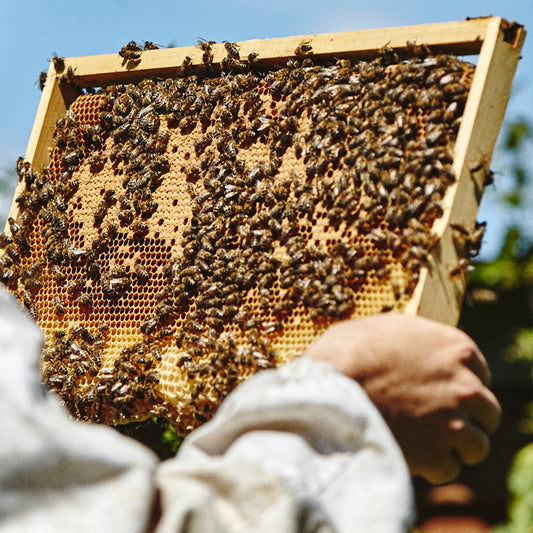 英国国家蜜蜂收藏中心（保藏号 2024）