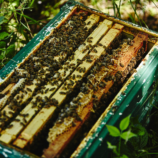 Langstroth nuc of Honey Bees Delivery (Deposit) 2024