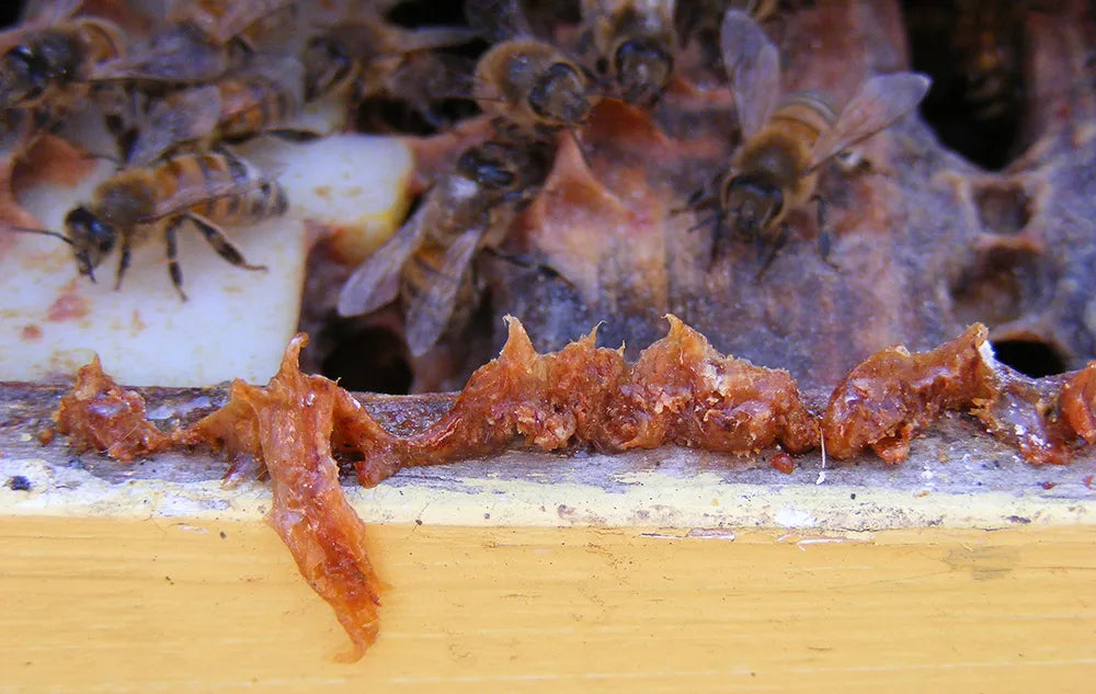 Raw Propolis 40g