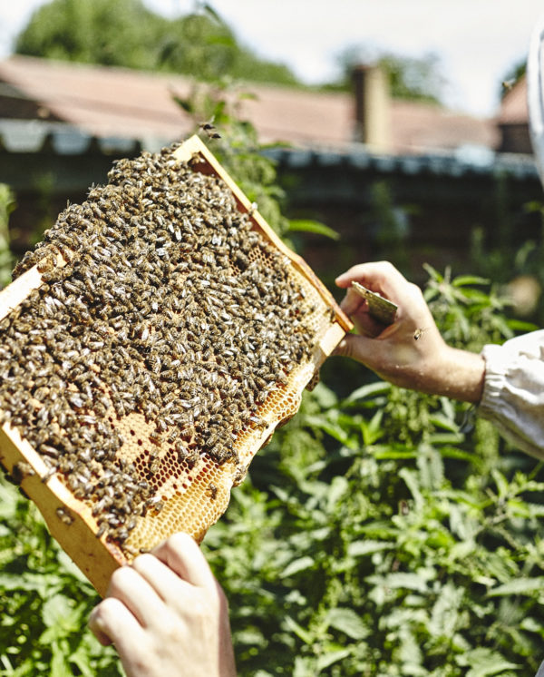 London Beekeeping course