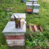 Honeybees for sale