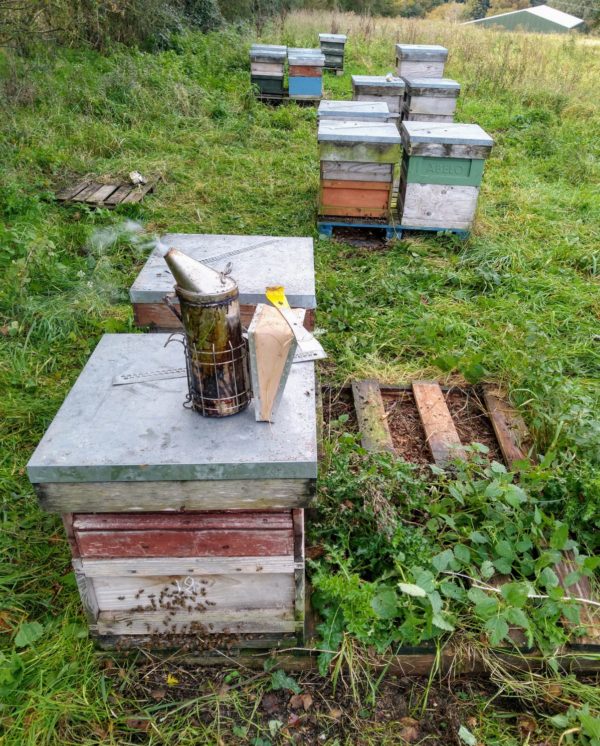 Honeybees for sale